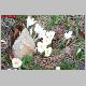 crocus blanc.jpg